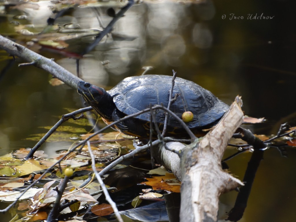 Rotwangen-Schmuckschildkröten. Ein letztes&nbsp;Sonnenbad