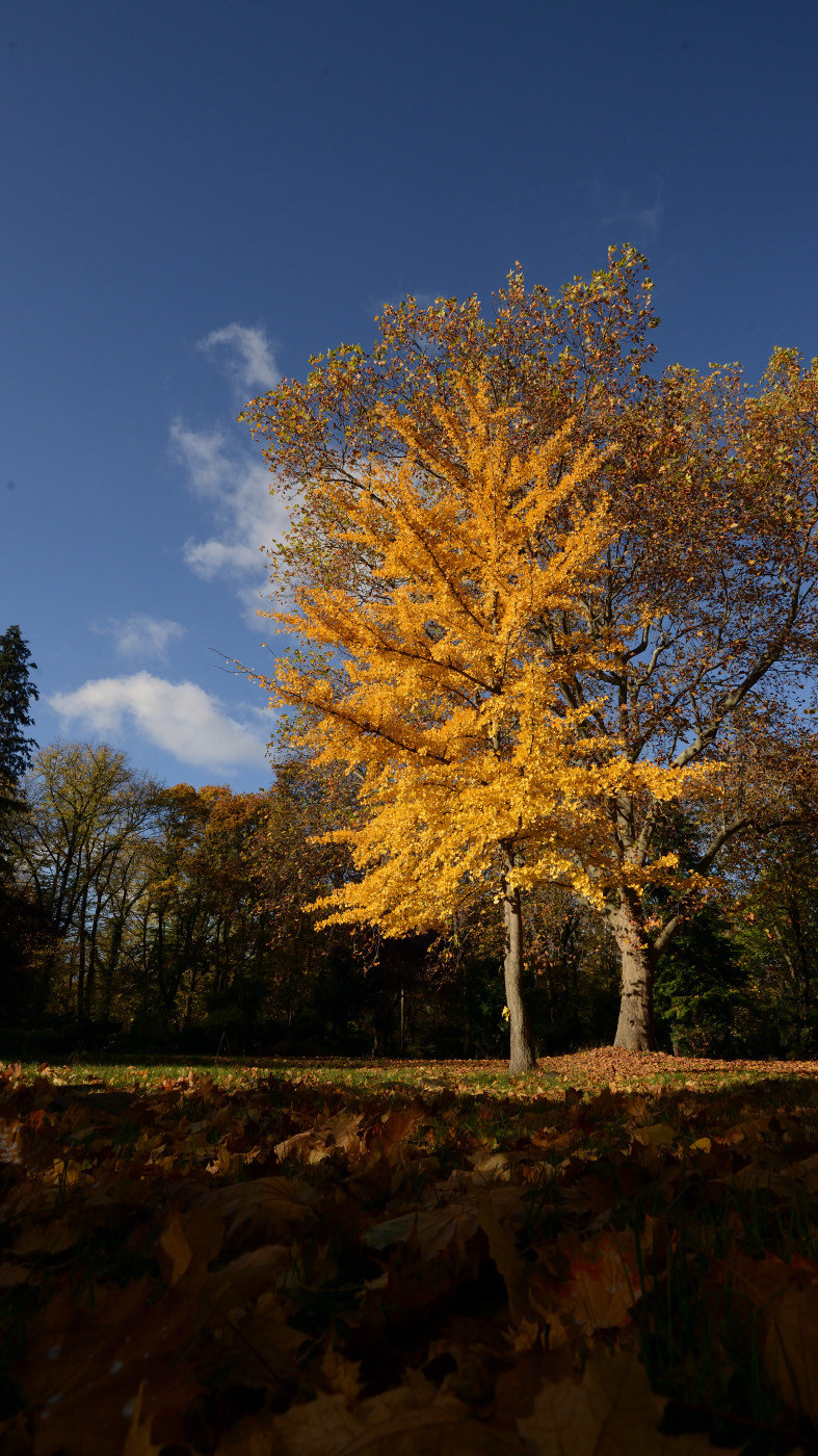 Herbstleuchten. Lebendes Fossil