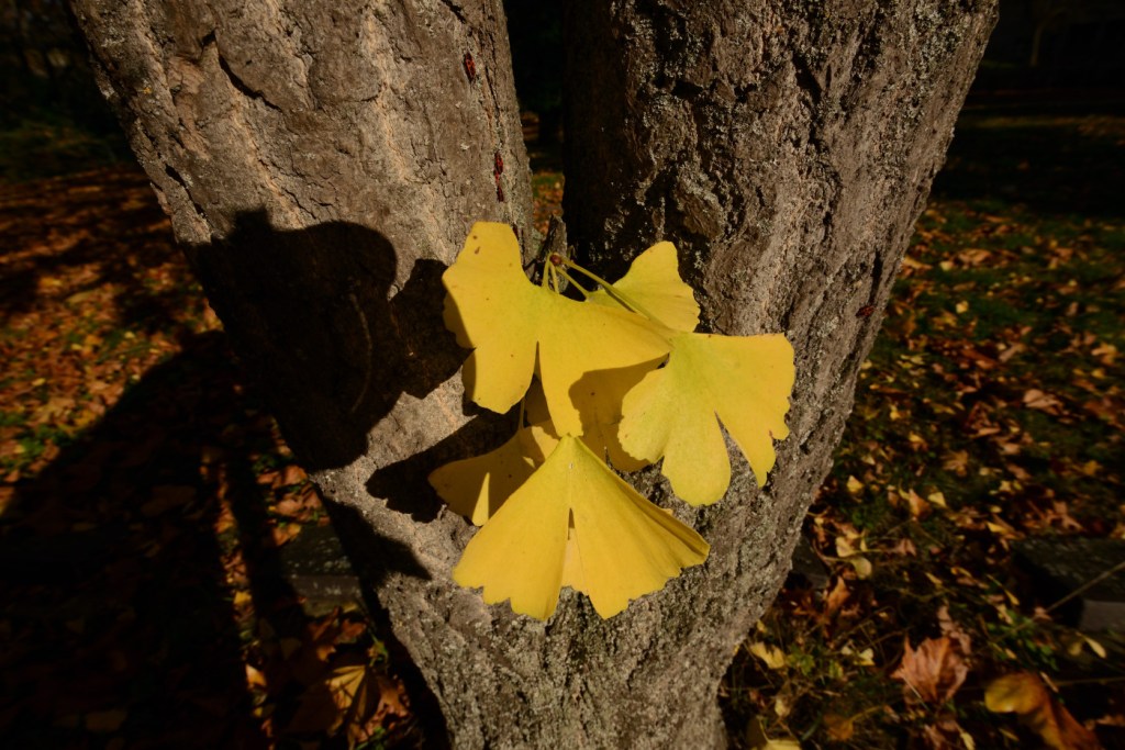 Selfie mit Gingkoblatt