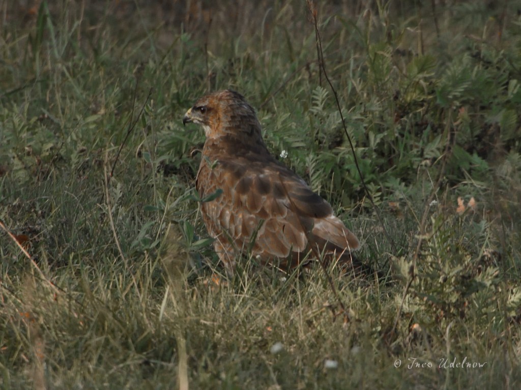 Tegeler Fließtal. Wieder eine Bussardsichtung