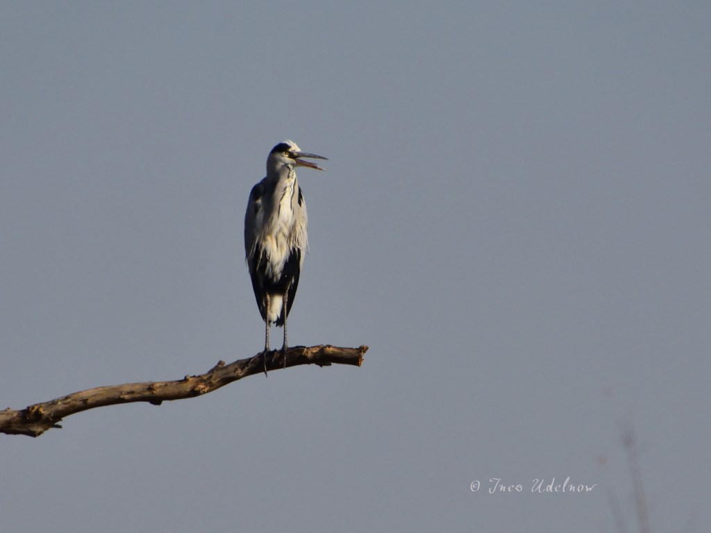 Tegeler Fließtal. Graureiher über dem Köppchensee