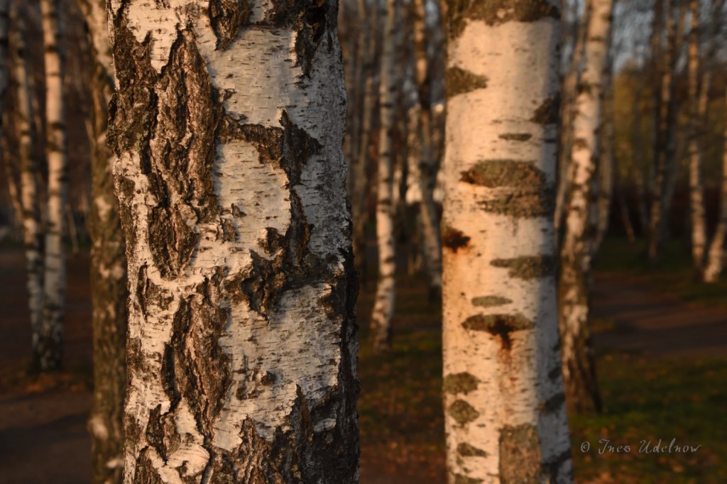 Im Birkenwäldchen
