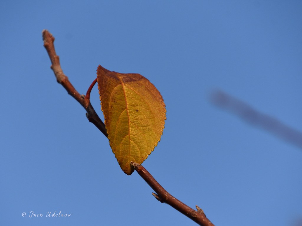 Das letzte Blatt&nbsp;…