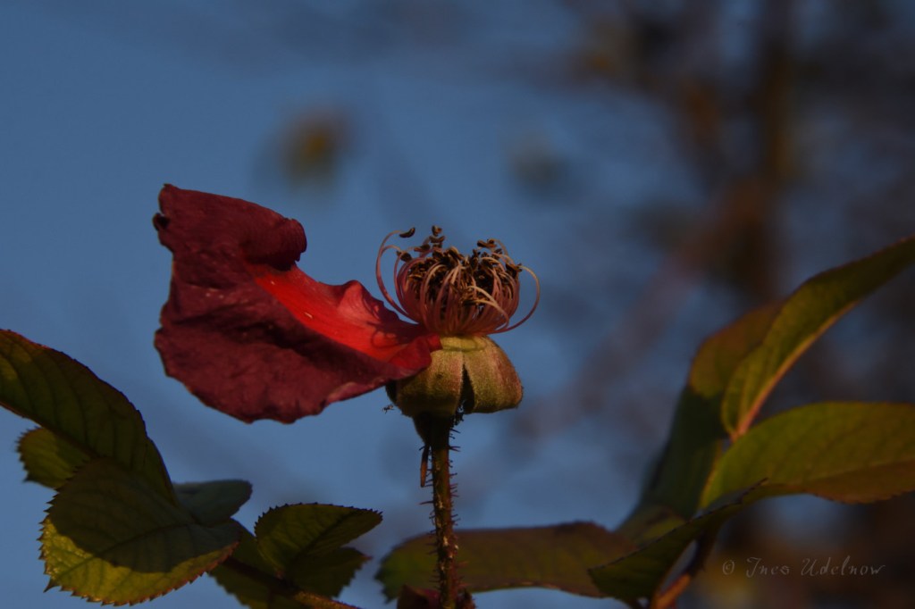 Zwei letzte Rosenblüten