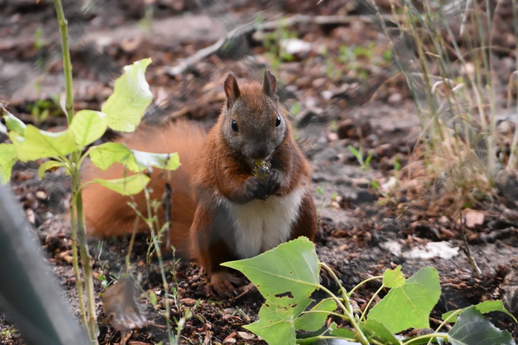 Eichhörnchen mit Glitzer