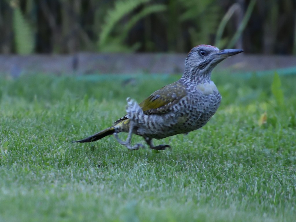 Grünspecht im Garten