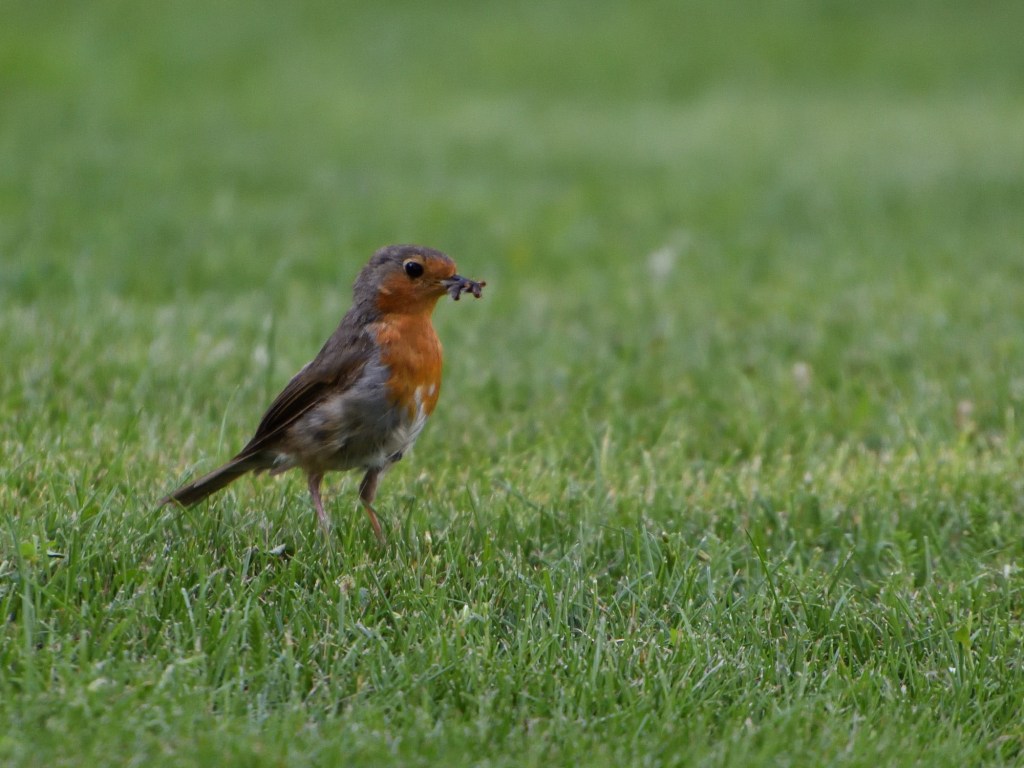 Rotkehlchen im Garten