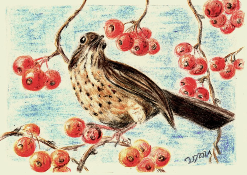 Miniaturzeichnung. Amseldame