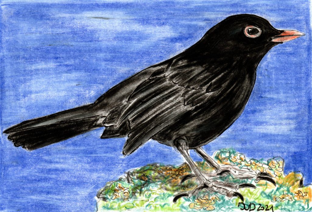 Buntstiftzeichnung. Amselmann