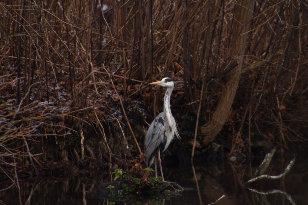Montag, 11. Januar 2021. Durch den&nbsp;Tiergarten