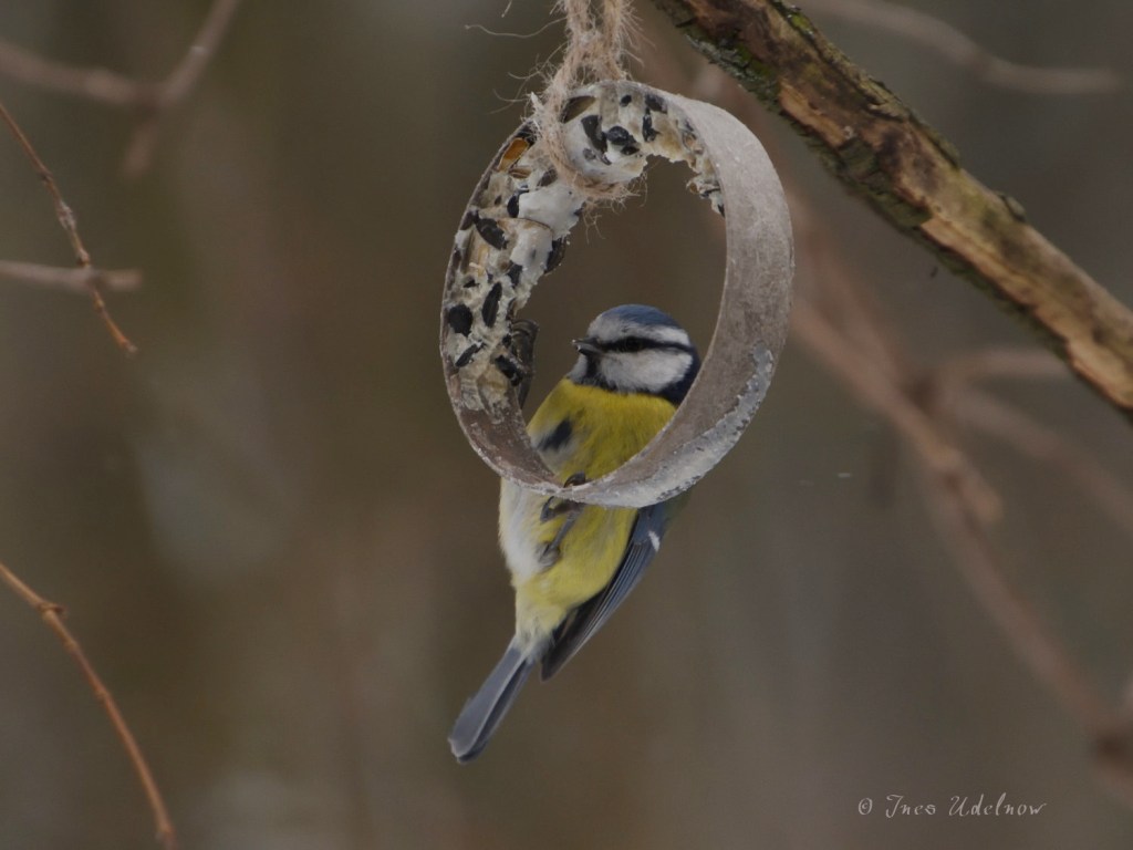 Meisensport im Schnee