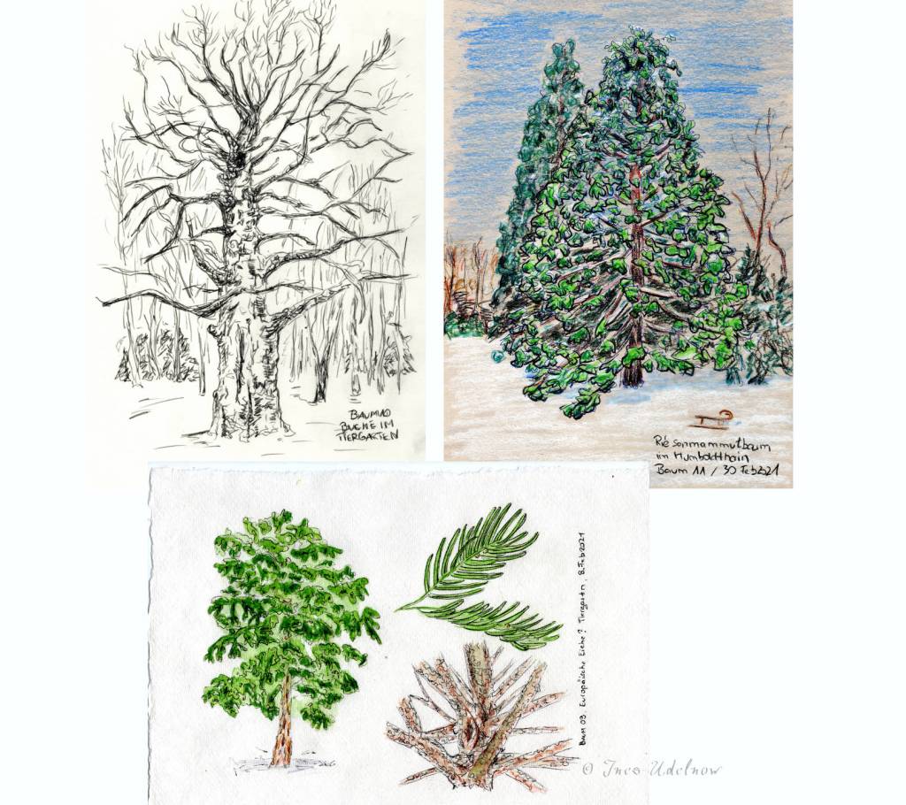 30 Tage – 30 Bäume. Eibe, Buche, Riesenmammutbaum