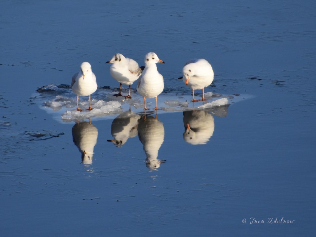 Vier auf der&nbsp;Eisscholle