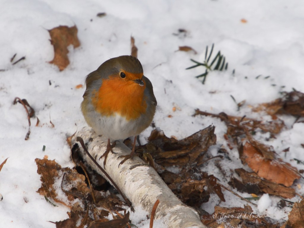 Rotkehlchen im Schnee