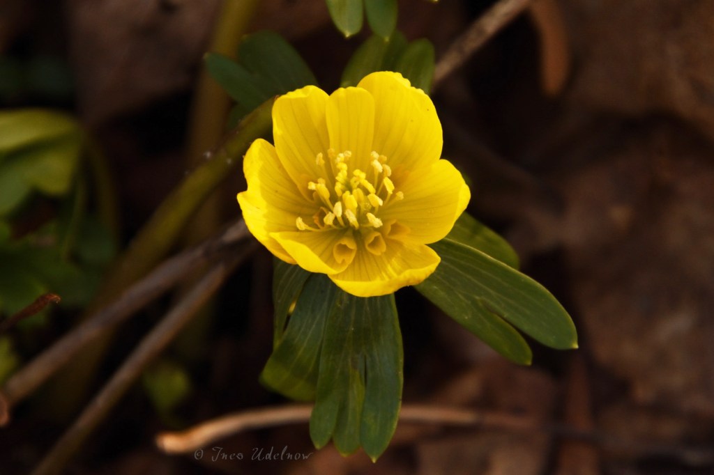 Vorfrühlingszauber. Winterlinge