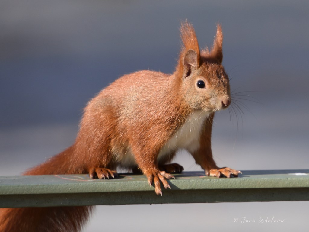 Kleiner Appetithappen