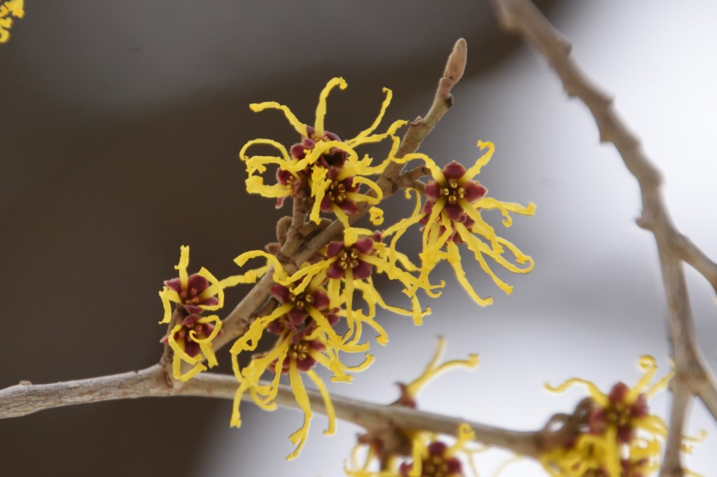 Winterblühende Zaubernuss