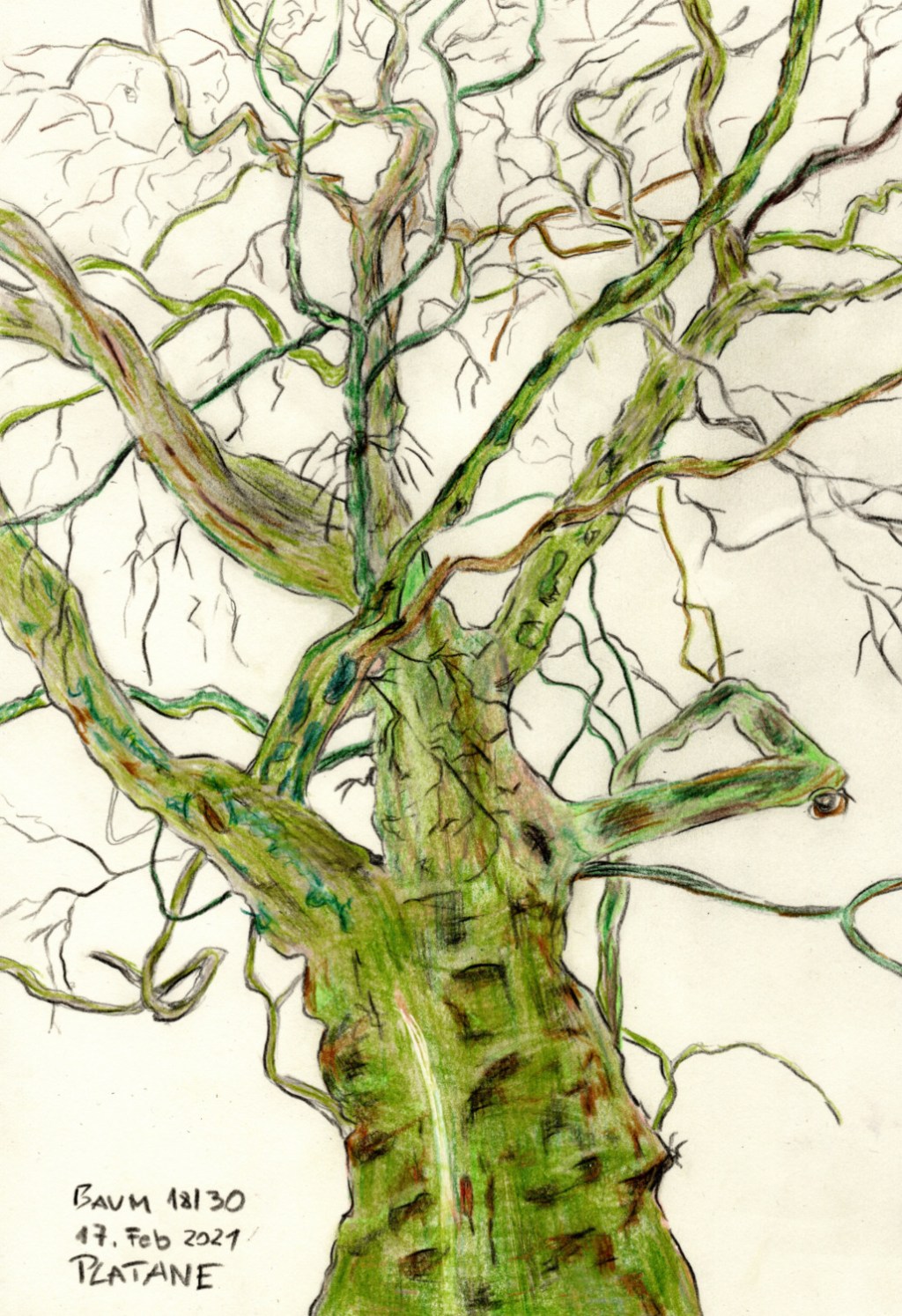 30 Tage – 30 Bäume. Baum 18