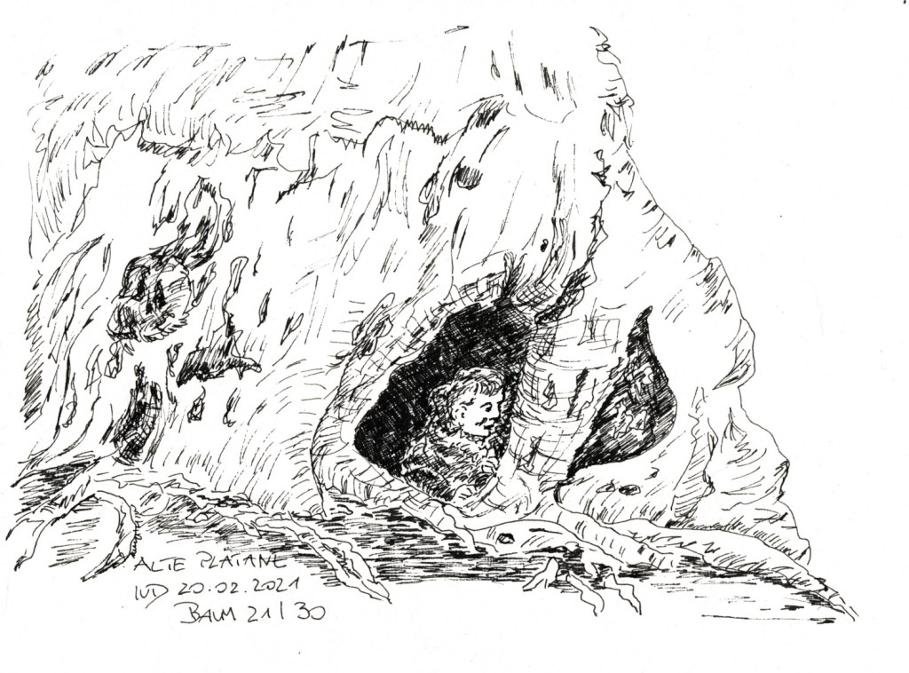 30 Tage – 30 Bäume. Baum&nbsp;21