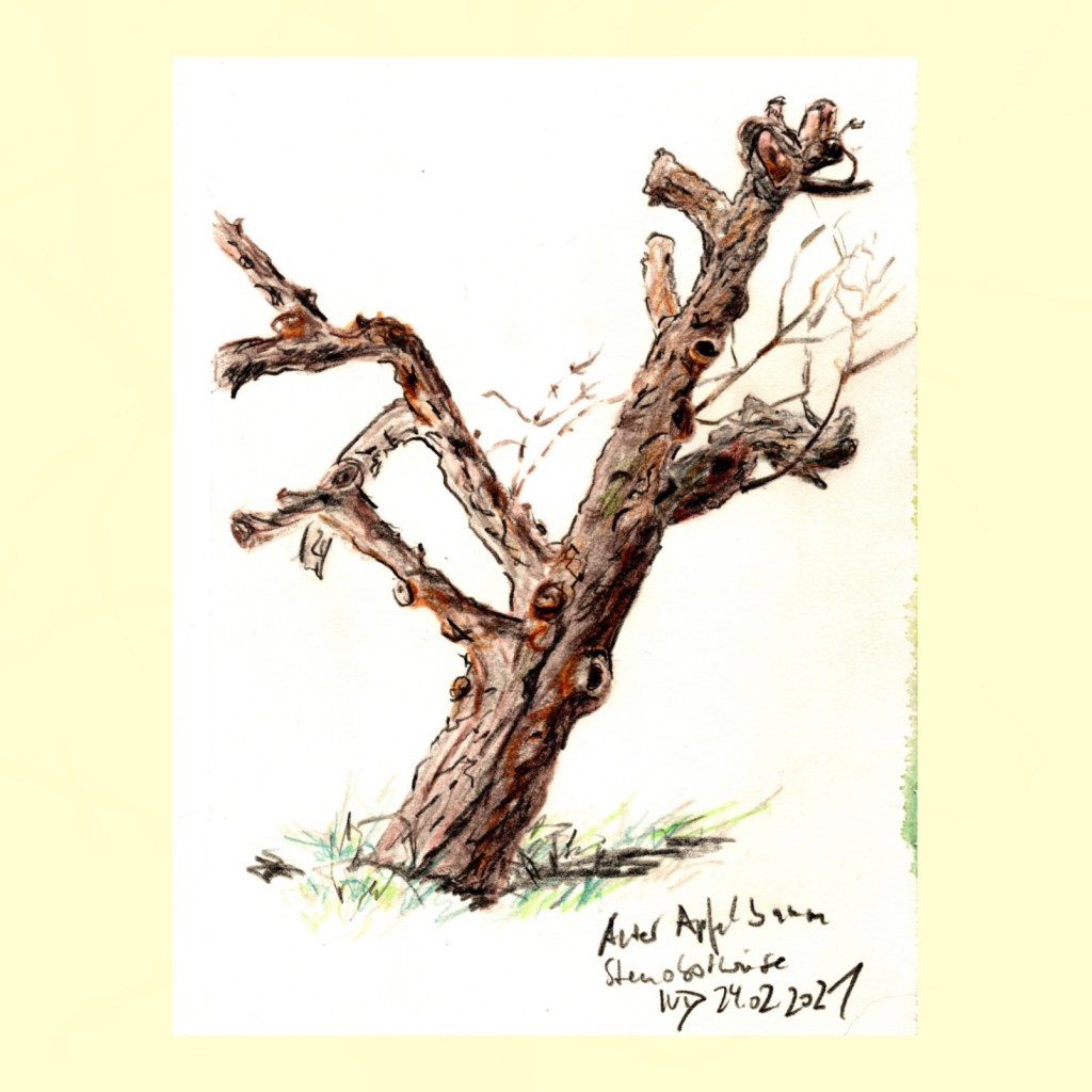 30 Tage – 30 Bäume. Baum 26. Alter Apfelbaum