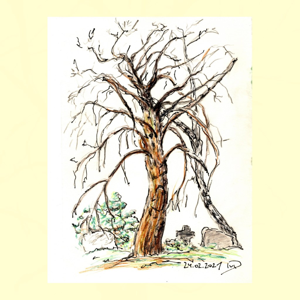 30 Tage – 30 Bäume. Baum 27. Friedhofslinde