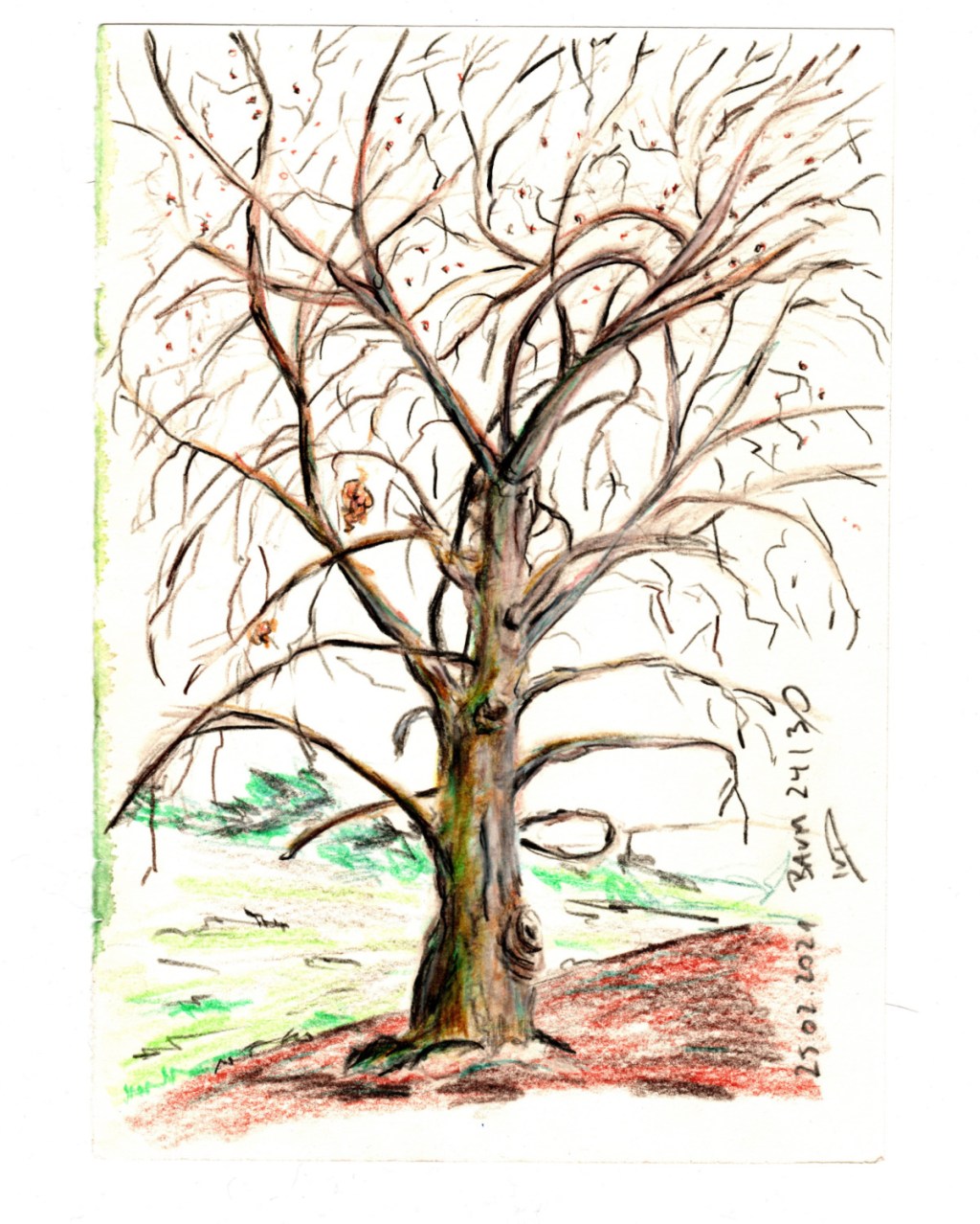 30 Tage – 30 Bäume. Baum&nbsp;24