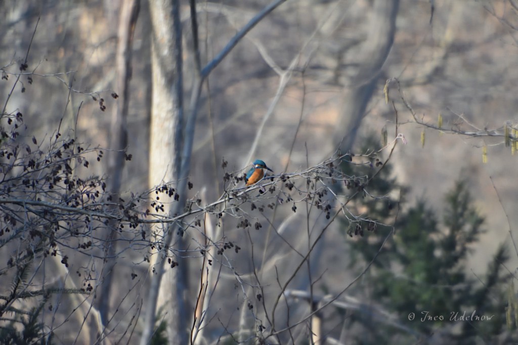 Eisvogel im Tiergarten