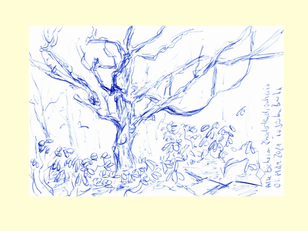 30 Tage – 30 Bäume. Baum 28. Eiche im Rhododendrenhain