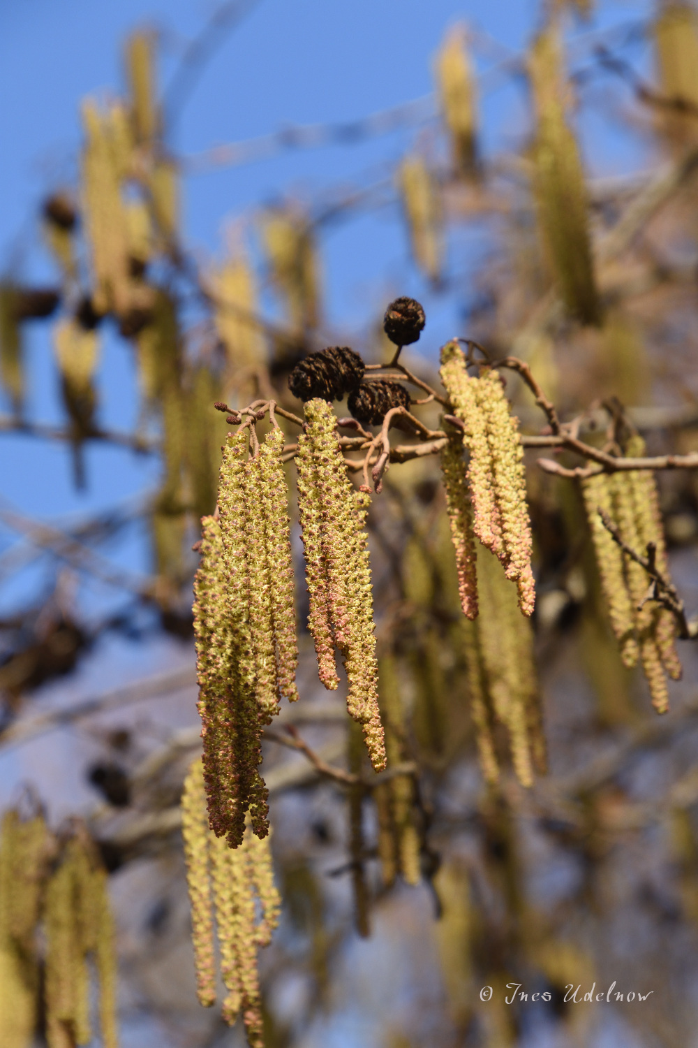 Zum Frühlingsanfang – Erlenblüte