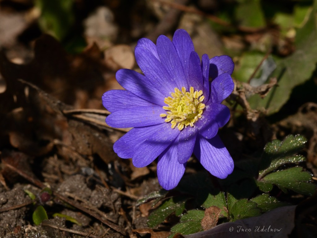 Das Balkanwindröschen …