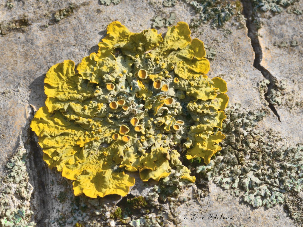 Farbspielerei der Natur