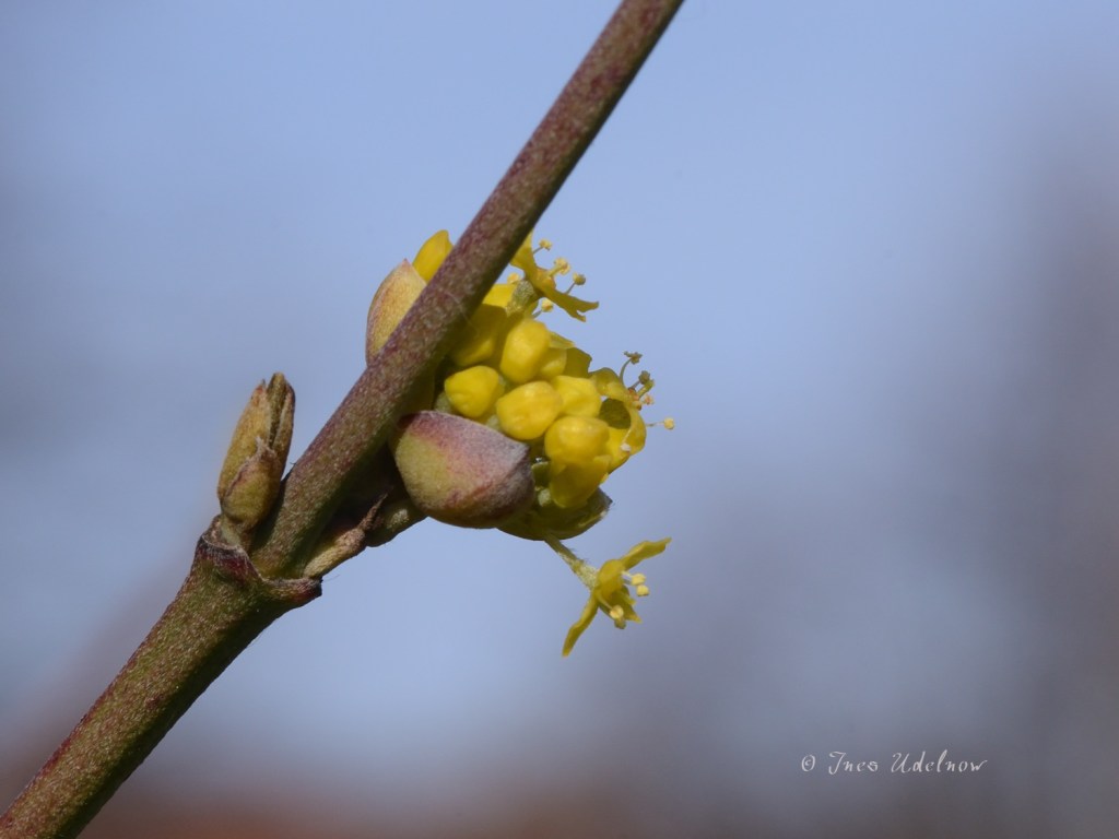 Die Kornelkirsche, wieder einmal