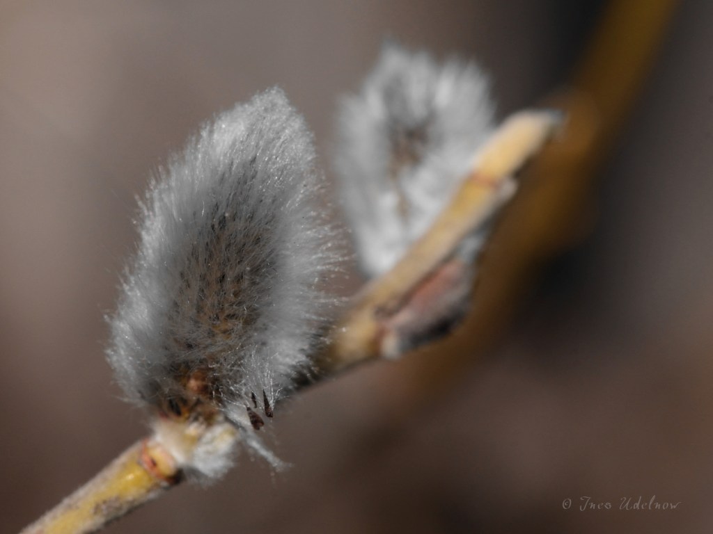 Kätzchen Fotografieren
