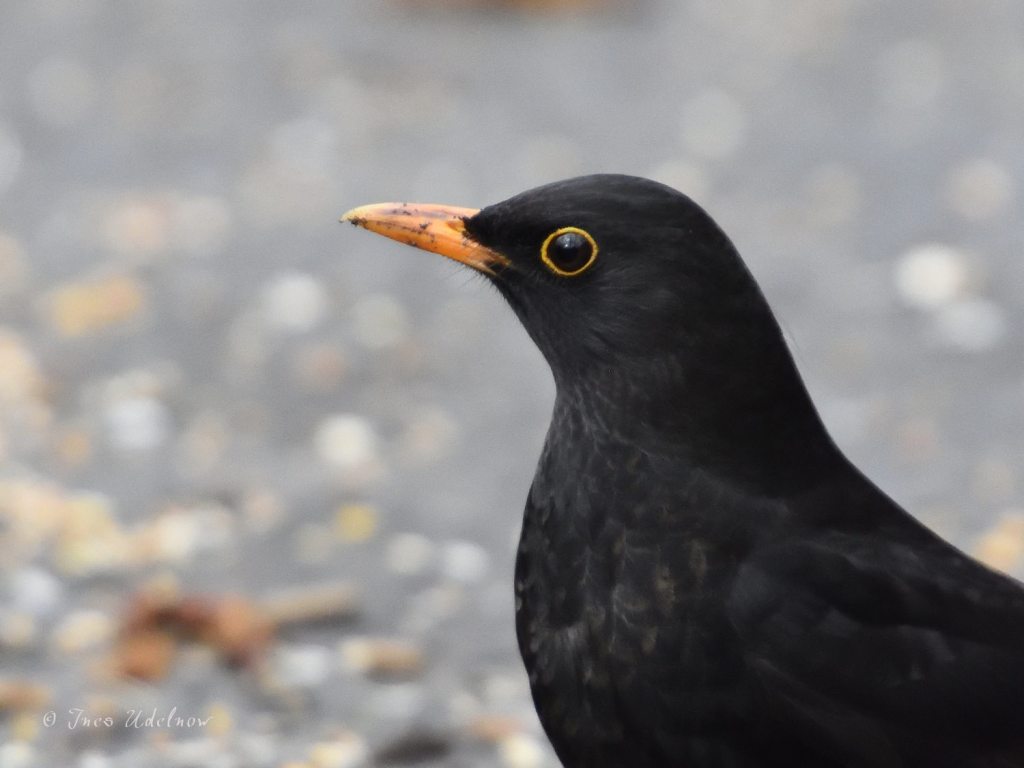 Herrn Amselmann gewidmet