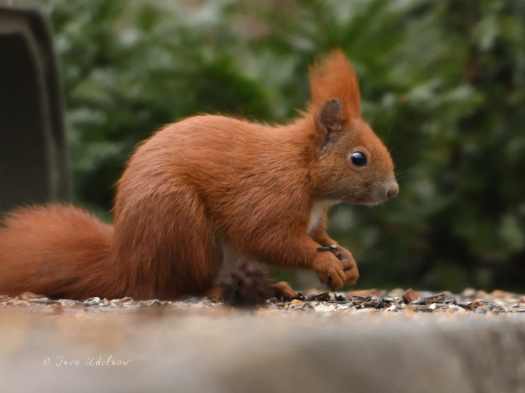 Das andere Hörnchen