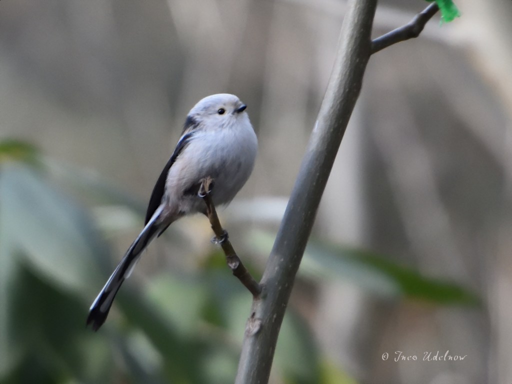 Schwanzmeise Knopfäuglein