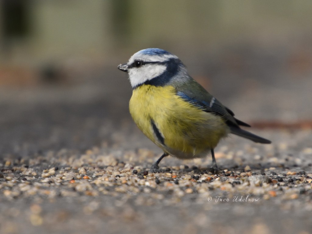 Noch einmal die&nbsp;Blaumeise
