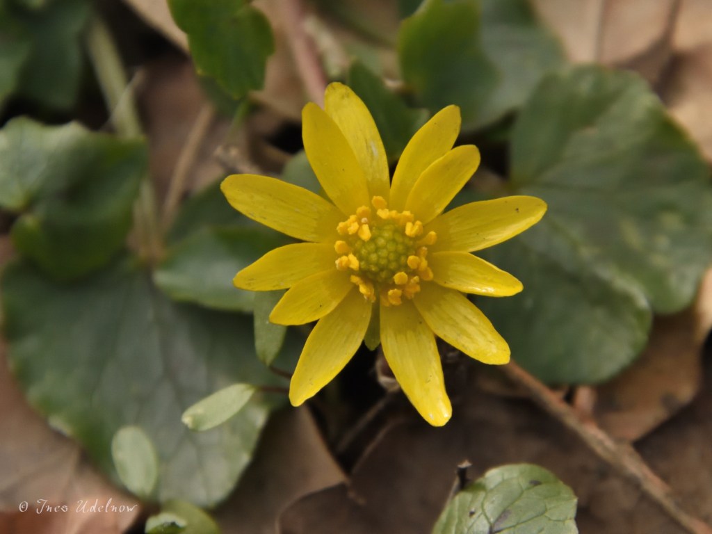 Frühjahrsvitamine aus dem Park um die&nbsp;Ecke?