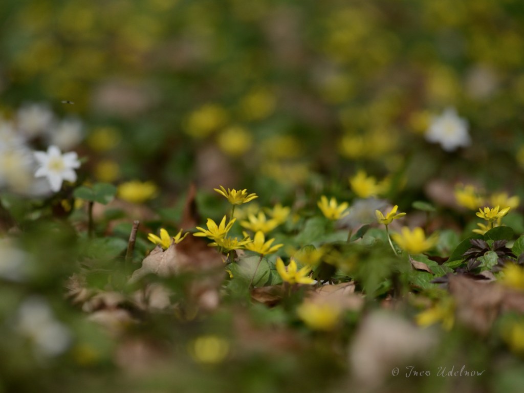 Frühlingswiesenleuchten (5)