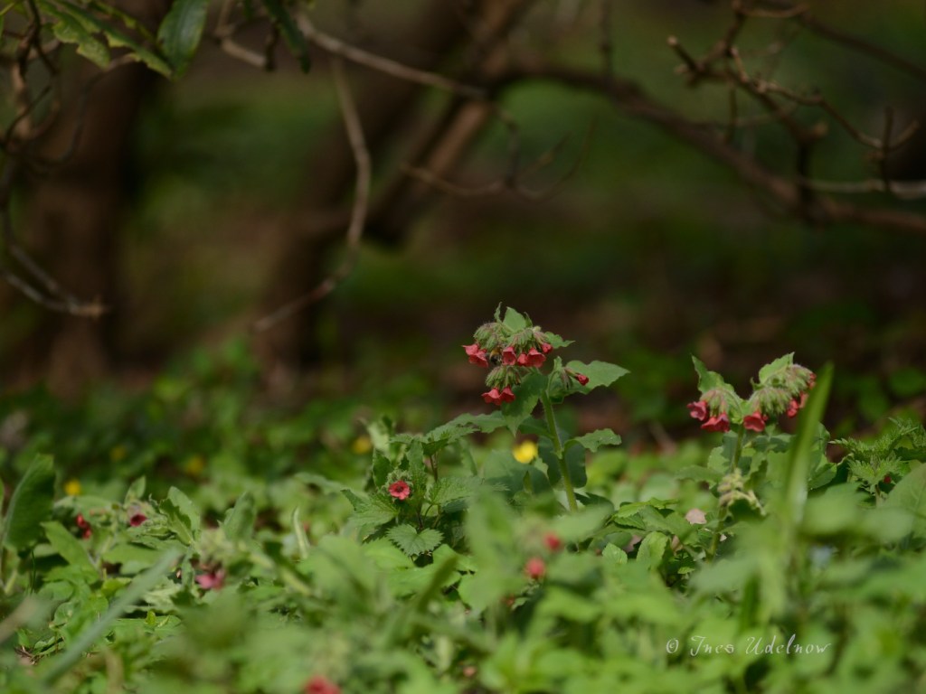 Frühlingswiesenleuchten (4)