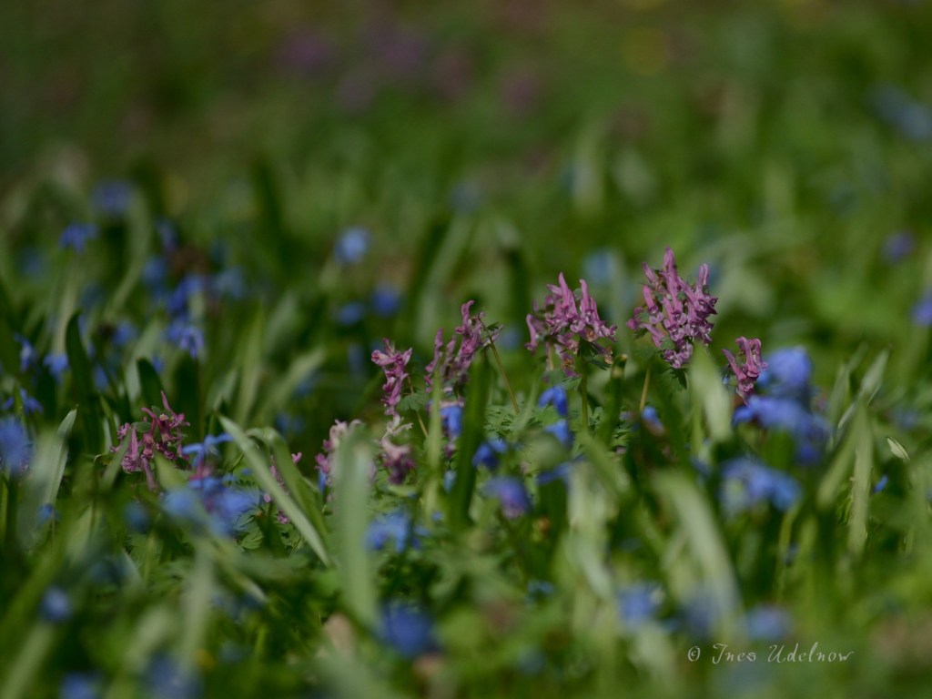 Frühlingswiesenleuchten (3)