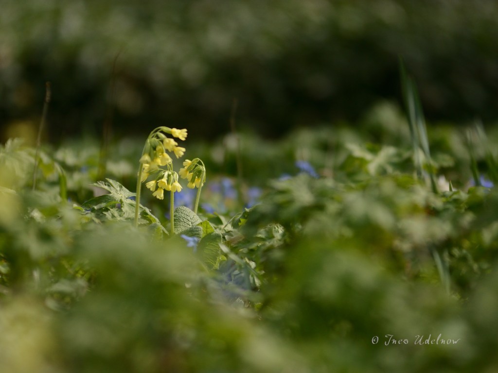 Frühlingswiesenleuchten (2)