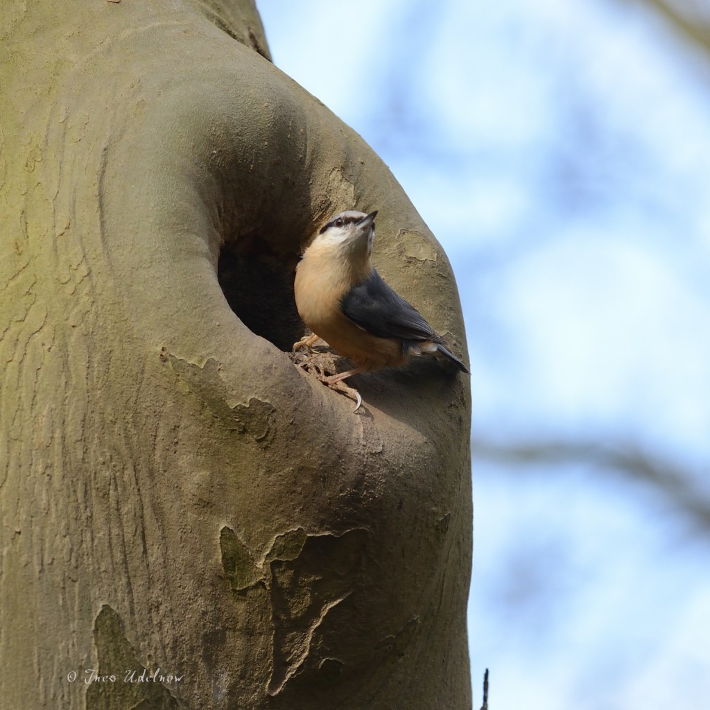 Die neuen Mieter der Starenhöhle