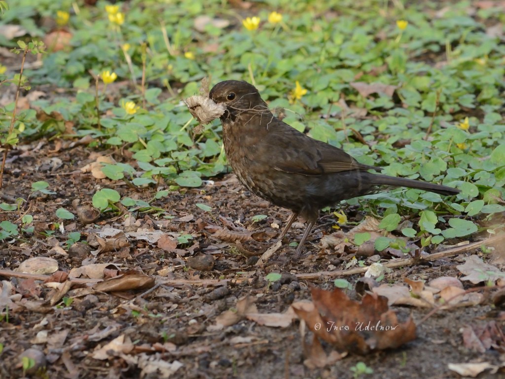 Frau Amsel schmückt ihr Nest
