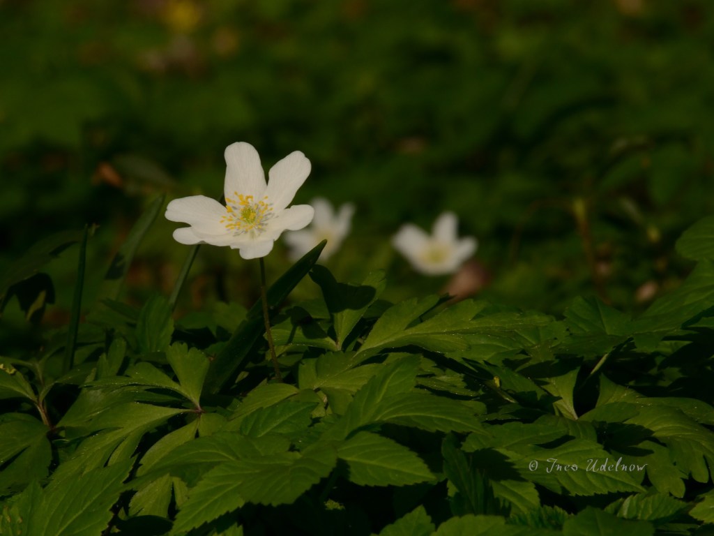 Frühlingswiesenleuchten (11)