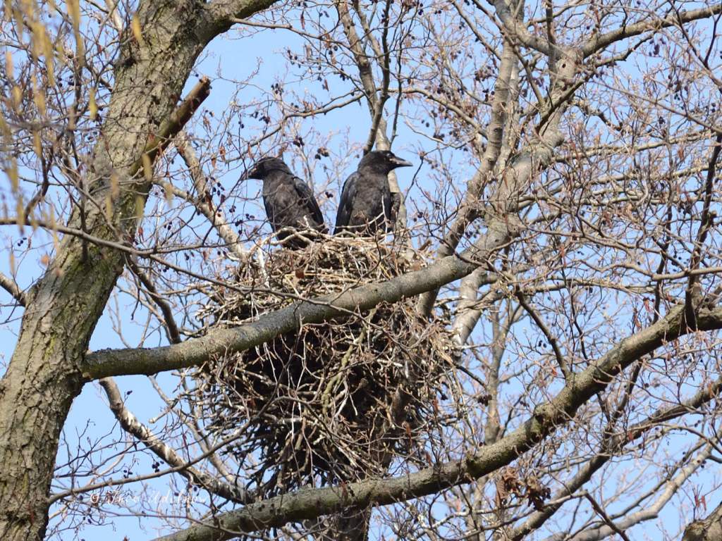 Nachwuchs bei den Kolkraben