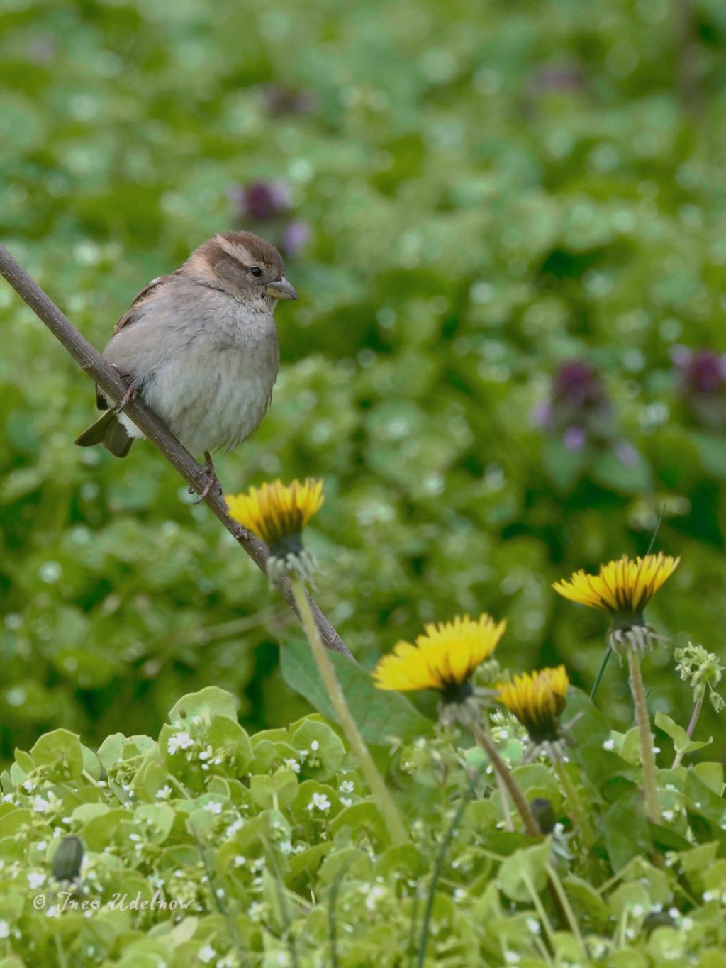 Frühlingswiesenleuchten (12)