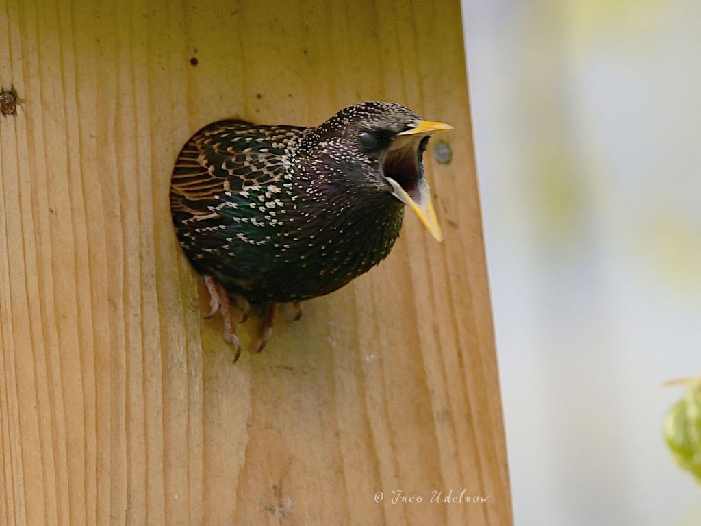 MORGENVOGEL – HAUS 959