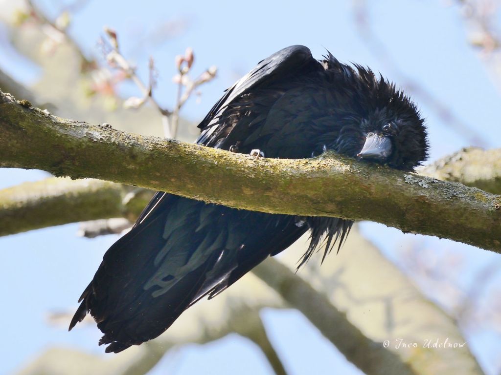 Kolkraben – update