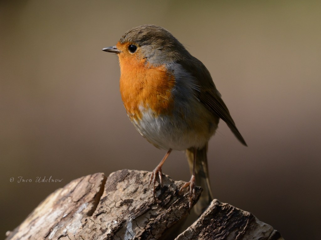 Sonntagsgruß mit Rotkehlchen